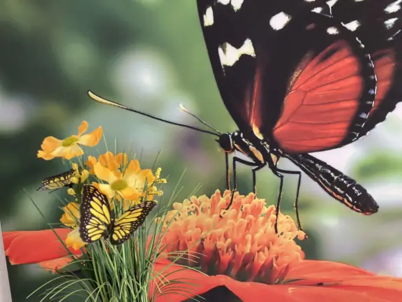 Appartement boulevard de wielingen cadzand