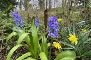 Ferienwohnung hennequinlaan 10 Cadzand garten