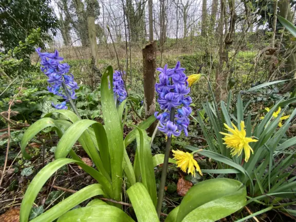 Ferienwohnung hennequinlaan 10 Cadzand garten
