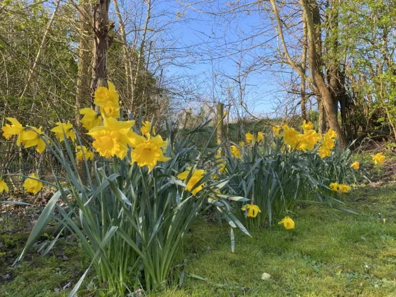 Ferienwohnung sincfal 29 cadzand bad narcissen