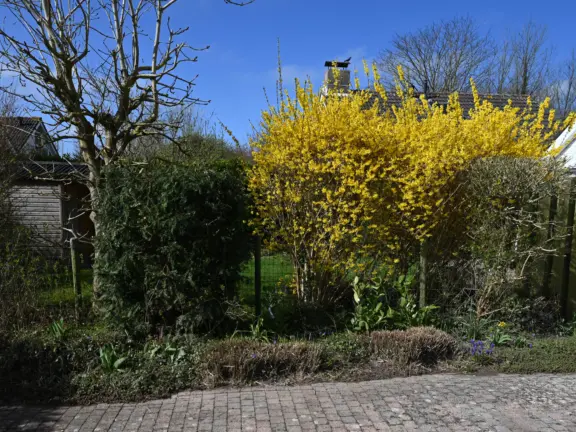 Vakantiehuis sincfal 36 bloeiende boom