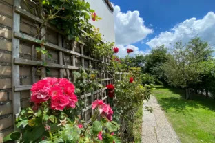 Villa mer kaapvaartstraat 3 cadzand zwin rozen