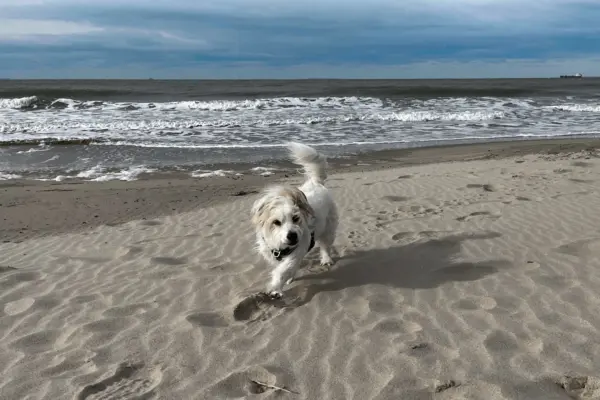 Hondje strand