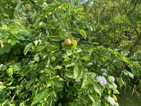 Wohnung hennequinlaan 8c cadzand bad appelboom