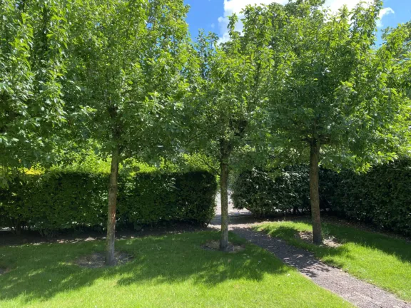 Nachtegalenstraat 6 wielewaal cadzand tuin 3