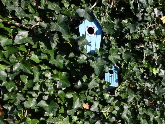 Vakantiehuisje cadzand sincfal 16 vogelhuisje