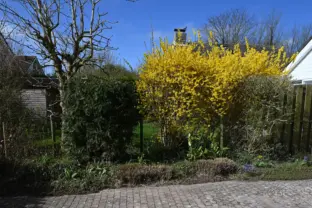 Vakantiehuis sincfal 36 bloeiende boom
