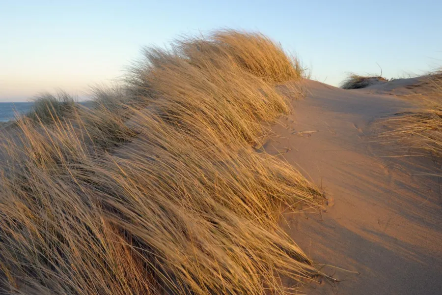 Duinen_in_cadzand