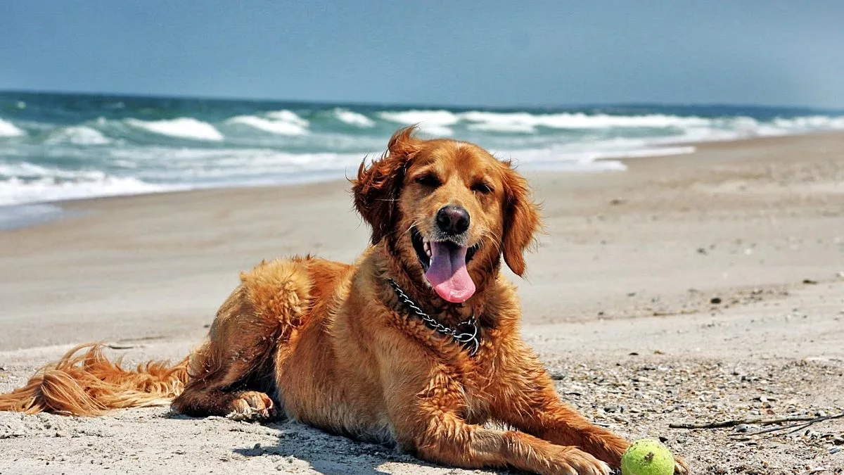 Golden Retriever on Beach