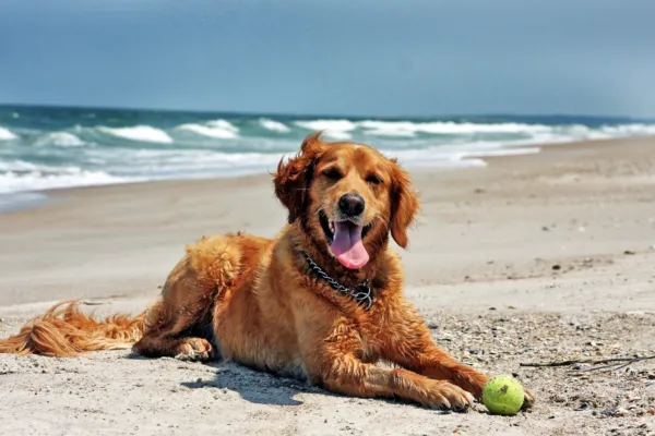 Golden Retriever on Beach