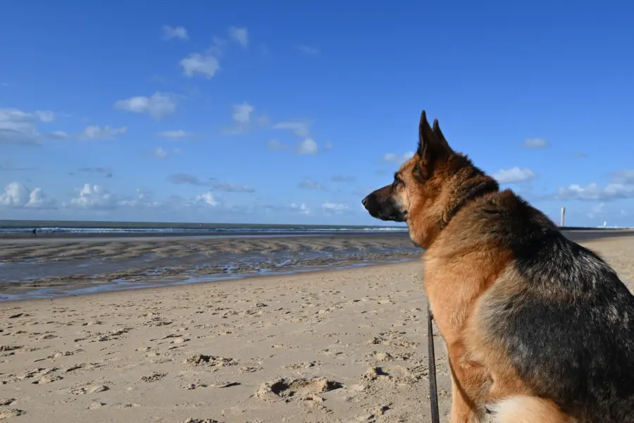 Hond kijkt naar zee