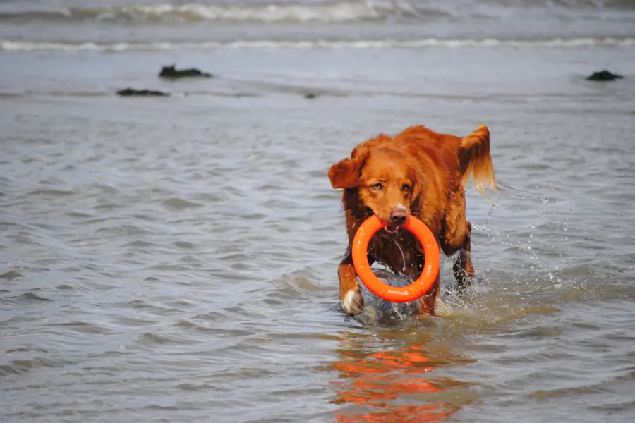 Hond speelt in zee