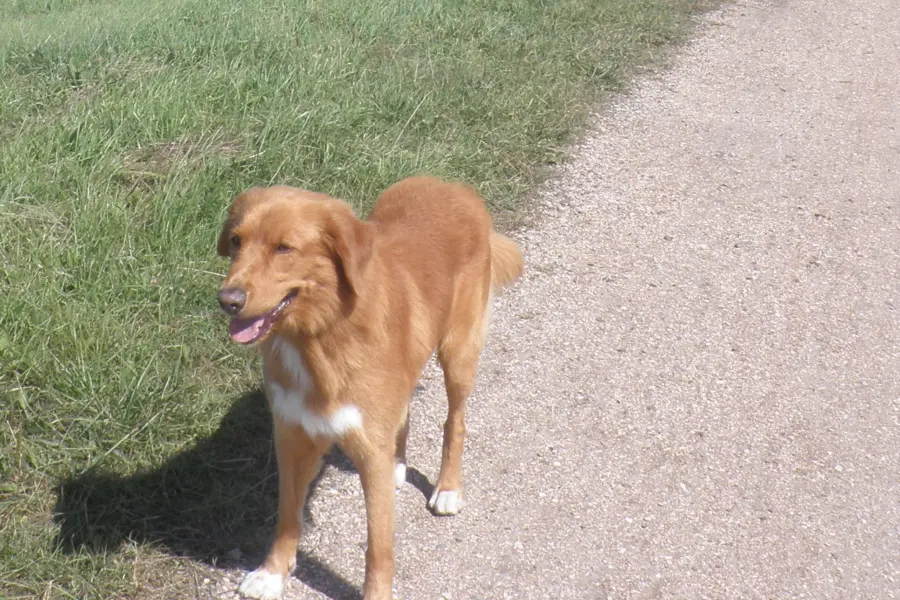 Hond wandeling dijk