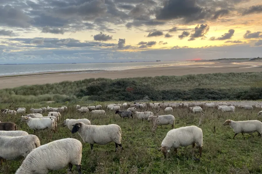 Schapen zwarte polder